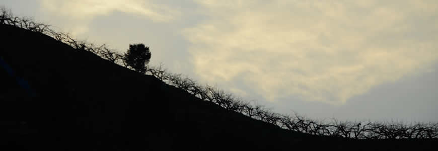 カメラマンによる奈良の写真作品